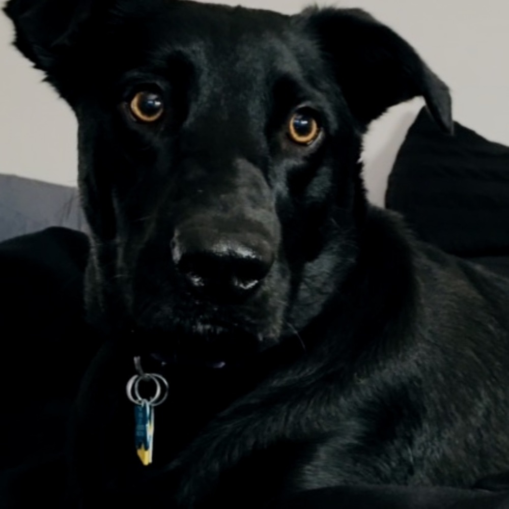 Meet your Posher, Samie